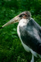 Huge african bird of prey Marabu