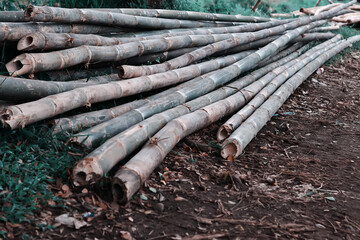 
bamboo pile