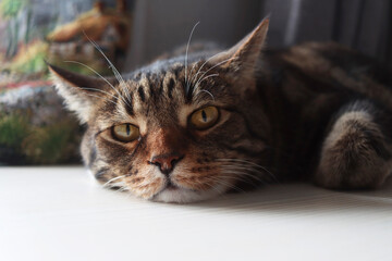 A large brown striped cat with yellow eyes lies on a white table with a pensive muzzle. The pet is resting. The conscious gaze of the animal. Close-up