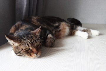 A large tabby cat lies on a white table with open eyes. Pensive pet. White paws. Rest after active games