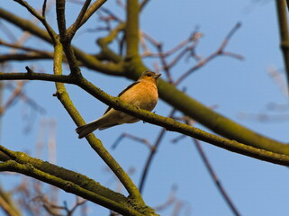 Obraz premium The common chaffinch (Fringilla coelebs). Chaffinch on a branch