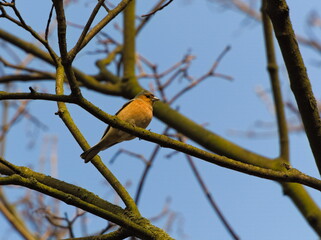 The common chaffinch (Fringilla coelebs). Chaffinch on a branch