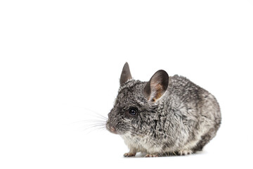 Chinchilla lanigera isolate on white background. Young gray Chinchilla lanigera sitting on white background.