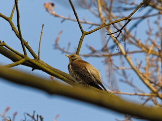 The fieldfare (Turdus pilaris) on a branch.