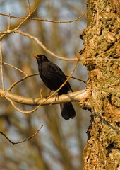 Blackbird on a branch.  Common blackbird (Turdus merula)