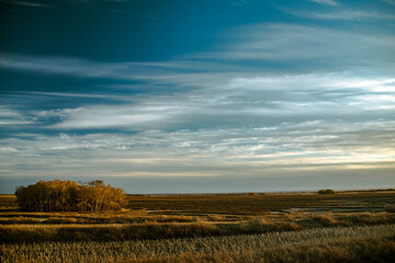 landscape canola field swathed in Saskatchewan, Canada
