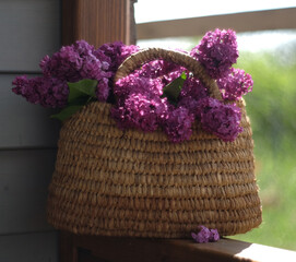 Lilac bouquet in a wicker basket