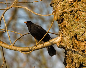 Blackbird on a branch.  Common blackbird (Turdus merula)