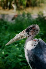 Huge african bird of prey Marabu