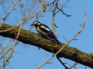 The great spotted woodpecker (Dendrocopos major) looking for an insects