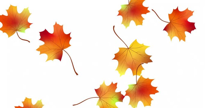 Animation bright colorful maple foliage isolated on white. Moving red orange yellow dry autumn leaves maple. Autumn seasonal stock video 4k. Luma matte, alpha channel