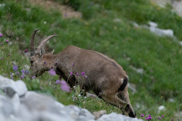 alpine ibex in switzerland on mount pilatus eating grass wildlife and swiss nature