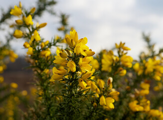 close up of a shrub with yellow flowers named gorse that blooms in winter
