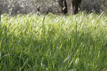 fili d'erba di un prato