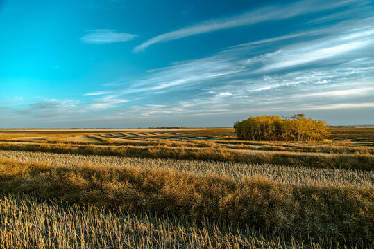 Landscape Canola Field Swathed In Saskatchewan, Canada