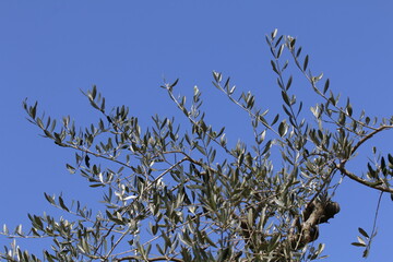 rami di ulivo con il cielo come sfondo