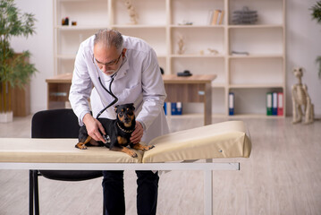 Old male vet doctor examining dog in the clinic