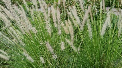 green grass background