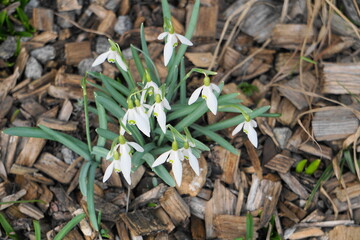Schneeglöckchen (Galanthus)