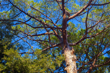 Bottom view of the crown of coniferous tree.