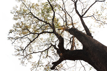 Looking at the big tree branching on the white background