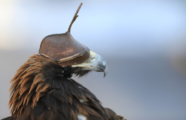 eye cap bird of prey