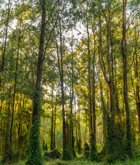 sun rays in the forest