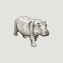 Hand-drawn black and white sketch of hippopotamus on a white background. Wild life. Wild animals. Black and white hippo	
