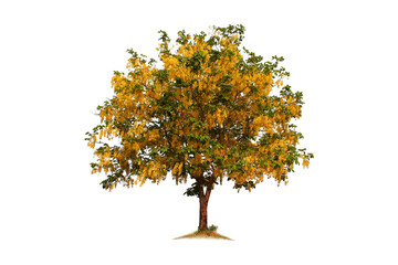 Yellow flower tree (multiply tree), isolated on a white background