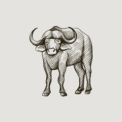 Hand-drawn black and white sketch of african buffalo on a white background. Wild life. Wild animals. Buffalo, bison, ox	
