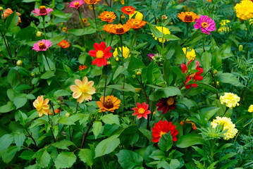 Fototapeta premium colorful flowers in the garden, dahlias, marigolds, yellow, orange, pink and red.