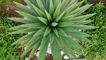 Fototapeta premium aloe vera plant