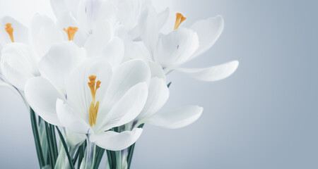 Bouquet of tender white crocuses flowers on elegant light gray background with copy space. Greeting card design.
