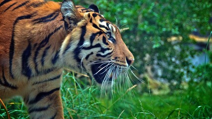 Fototapeta premium tiger