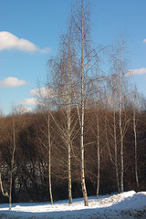 birches on the outskirts of the park on a spring morning
