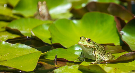 Marsh frog on water lily leaves.