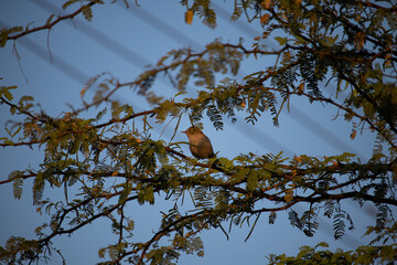 nightingale on a tree branch