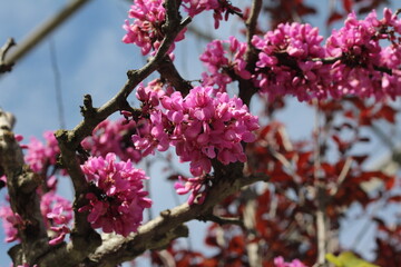 Plantas en flor en la primavera en el sur de España