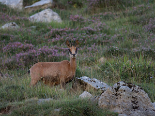 chamois is the area of ​​Picos de Europa