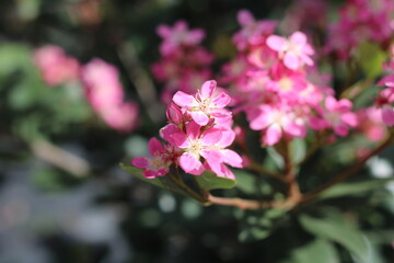 Plantas en flor en la primavera en el sur de España