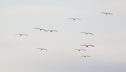 Seagulls are flying in the sky in a flock.