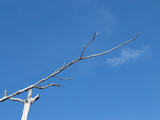 Obraz premium branches against blue sky