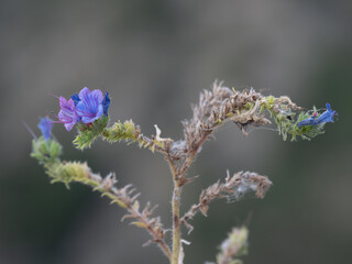 dried thistle with blue flowers