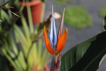 Obraz premium Plantas en flor en la primavera en el sur de España