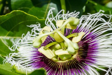 Passiflora edulis flower closeup