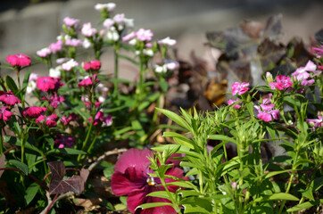 ガーデニングの寄せ植え