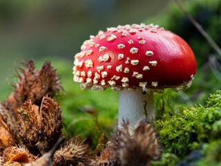 macro photography of red mushroom in the forest