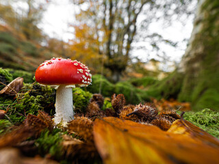 macro photography of red mushroom in the forest