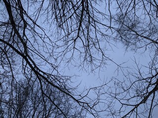 dry tree branches against a blue sky