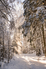 chute de neige dans la forêt avec le soleil